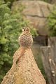 leipzig zoo-01_07_2011_zoo_allgemein_272